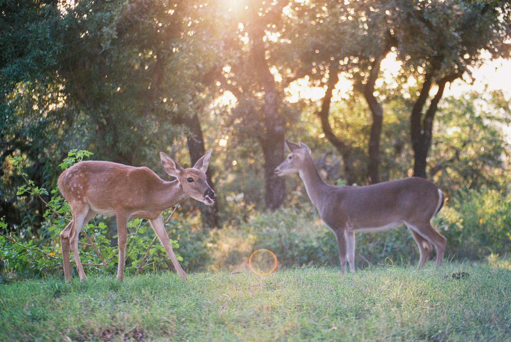 deer at canyon lake