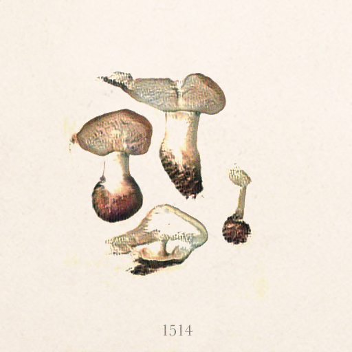 uncanny specimen 1514