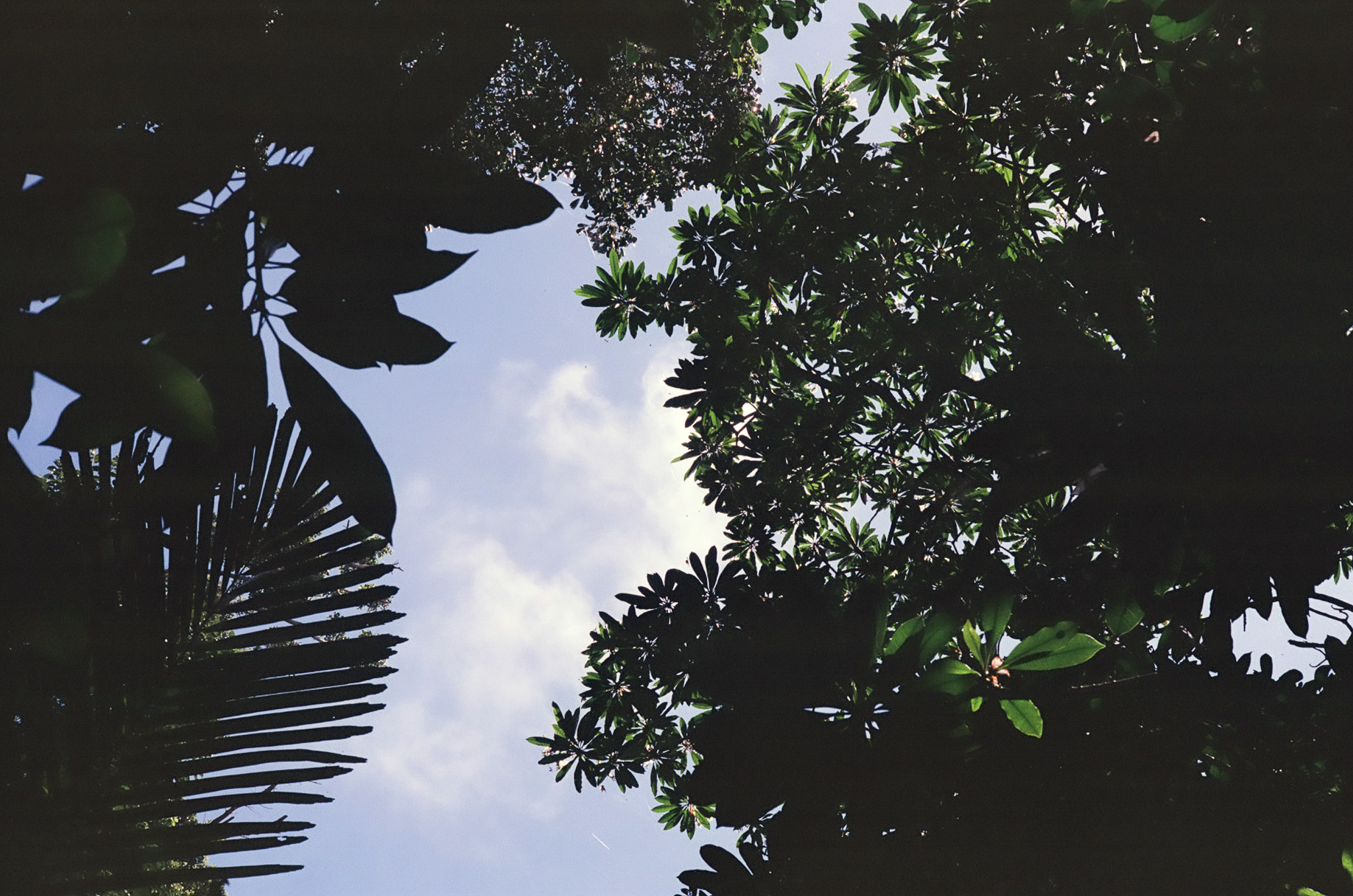looking upward through trees