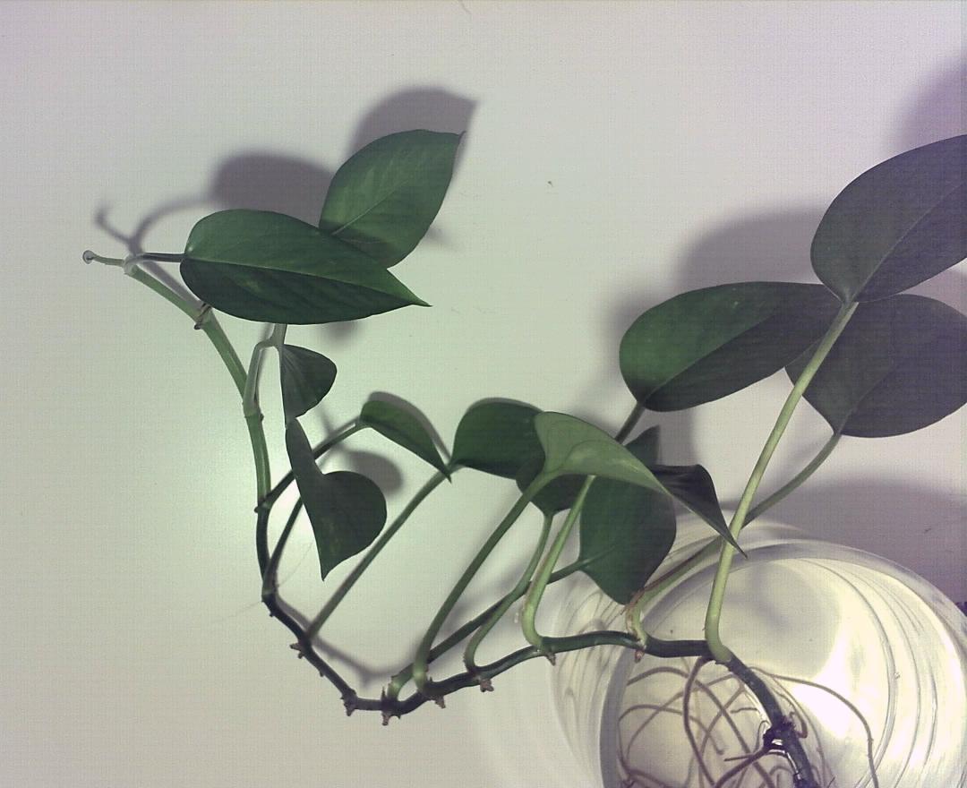 Self-updating pothos timelapse camera
